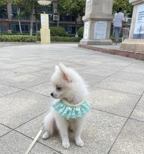 小博美补钙指南（宠物养护必备，科学健康补钙）