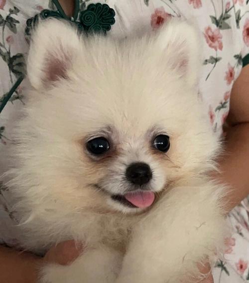 小博美补钙指南（宠物养护必备，科学健康补钙）