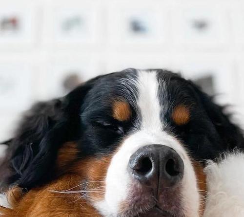 科学饲养伯恩山犬的方法（建立健康的宠物生活方式）