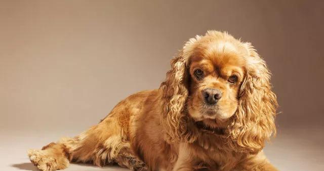 可卡犬为何不适合在特定时段洗澡？（了解可卡犬的身体特征，掌握正确的洗澡时间）