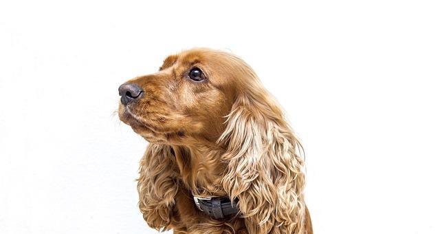 如何让可卡犬健康吃饭（避免不当食物，合理配餐，关注健康）