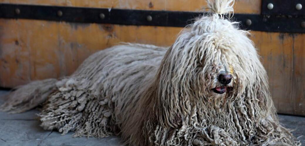 如何保护可蒙犬的毛发？（以饮食为切入点，让你的宠物毛发健康亮丽！）