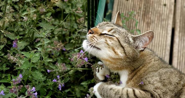 如何让你的猫咪闻猫薄荷？（让猫咪闻到猫薄荷的好处与注意事项）