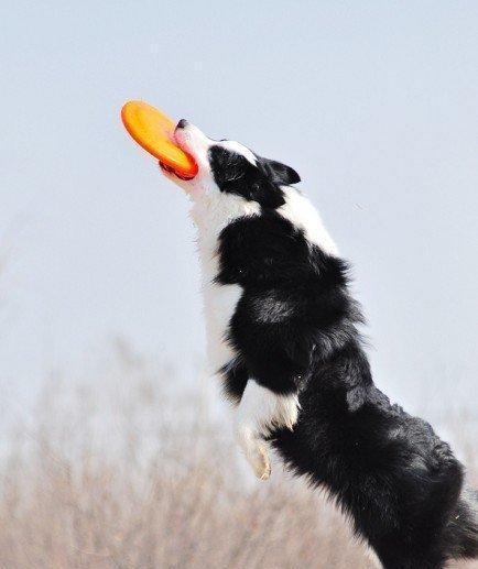 如何快速训练边境牧羊犬“装死”（以宠物为主，让爱犬更加可爱和聪明）