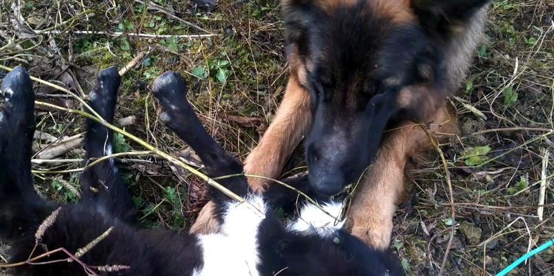 如何快速训练德国牧羊犬装死（宠物训练中必备技能，用一种简单方法教会你的狗狗装死）