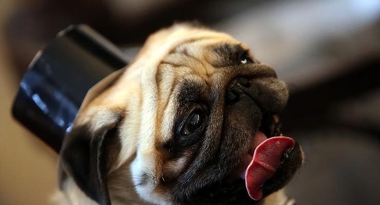 如何解决昆明犬身上的异味问题（让你的昆明犬身上再也没有难闻的味道）