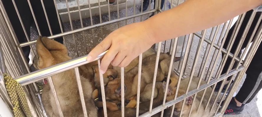如何正确喂养昆明幼犬（以宠物为主，关注幼犬健康）
