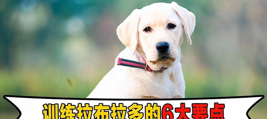 拉布拉多不吃狗粮怎么办？（解决拉布拉多不吃狗粮的好方法）