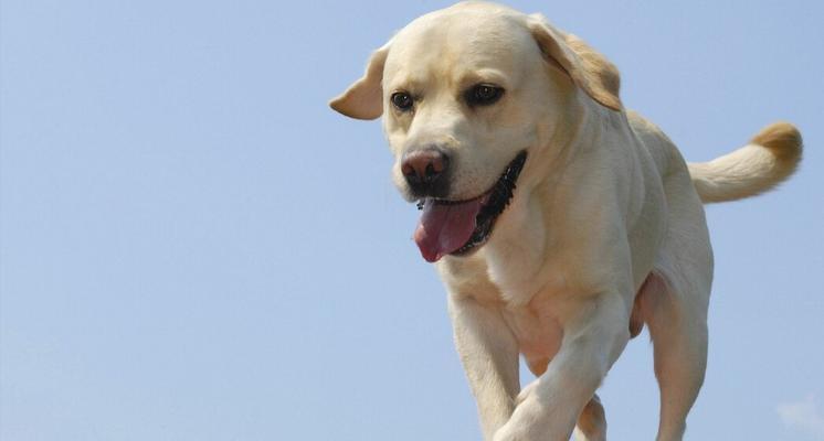 如何为你的拉布拉多犬准备训练？（拉布拉多犬训练的时间表和技巧）