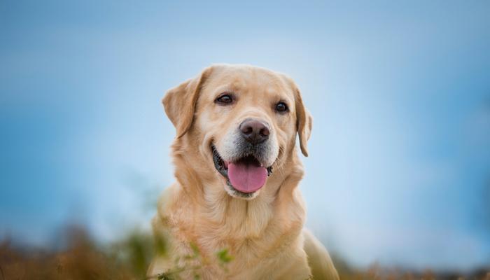 如何正确保养拉布拉多猎犬（以宠物为主，做好拉布拉多猎犬的健康管理）