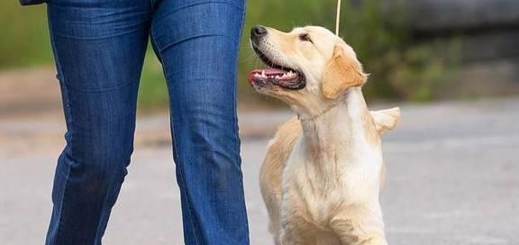 拉布拉多犬出门必须牵起来（保护宠物和社会的责任，提高安全意识）