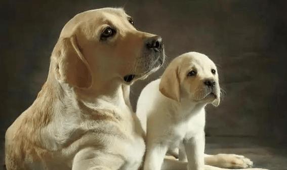 拉布拉多犬的掉毛七宗罪（探寻拉布拉多犬掉毛的原因和解决方法）