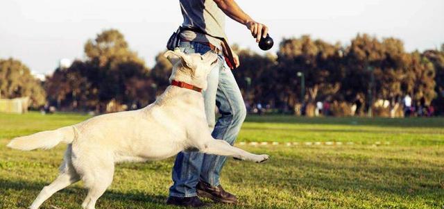 如何训练拉布拉多犬排便？（宠物拉布拉多犬的排便训练方法）