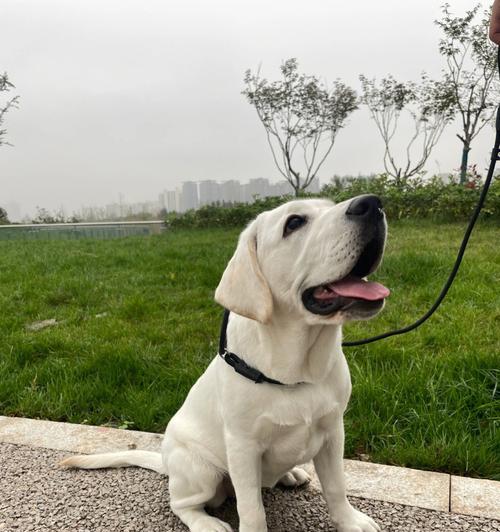 如何让拉布拉多犬保持健康的日常锻炼方法（以宠物为主，让你的狗狗拥有更健康的生活）