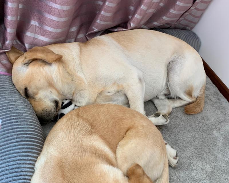 如何正确护理拉布拉多幼犬（关注幼犬健康，让宠物快乐成长）