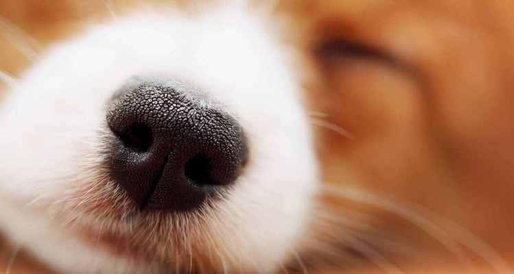 腊肠犬鼻头干燥的原因及解决方法（宠物护理必备！解决腊肠犬鼻头干燥的秘诀）