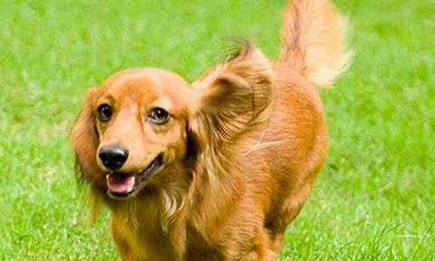 如何让腊肠犬健康饮水？（以宠物为主的饮水习惯）