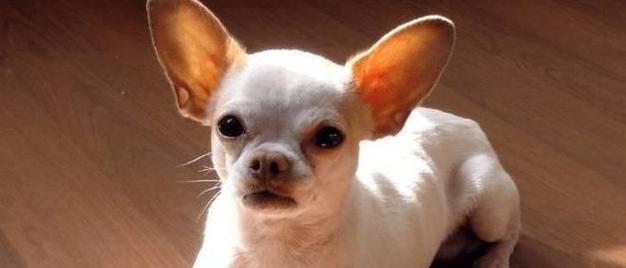 爱宠护眼——如何给腊肠犬做眼部护理（腊肠犬眼部护理的必要性及方法介绍）