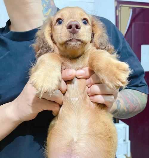 如何解决腊肠犬身上的异味问题？（让你的宠物更加健康舒适）
