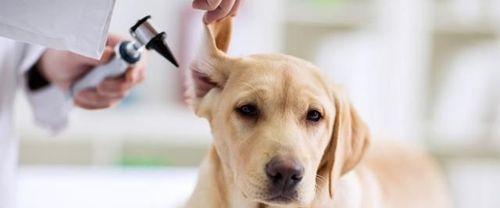 如何解决腊肠犬身上的异味问题？（让你的宠物更加健康舒适）
