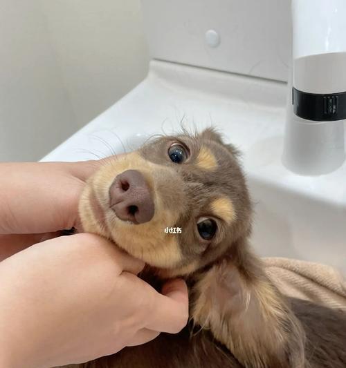 如何解决腊肠犬身上的异味问题？（让你的宠物更加健康舒适）