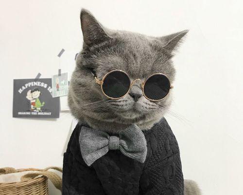 探究蓝猫掉毛原因（宠物爱好者必看，解决蓝猫掉毛难题）
