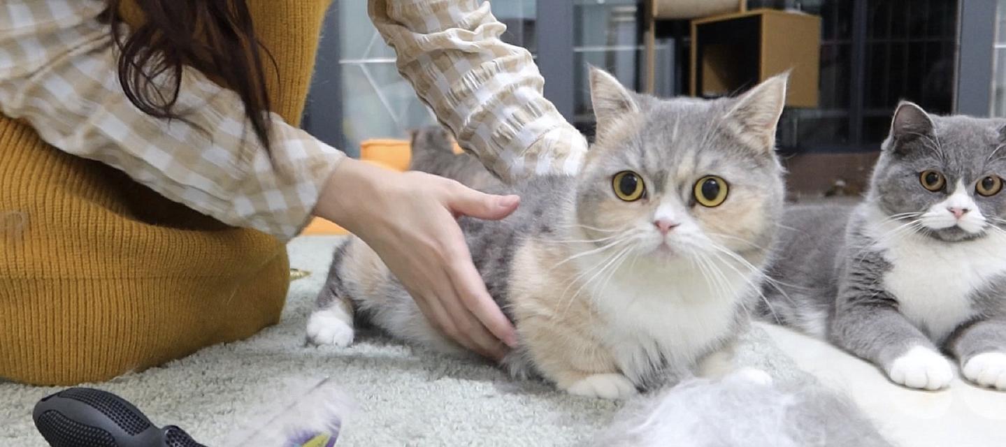 探究蓝猫掉毛原因（宠物爱好者必看，解决蓝猫掉毛难题）