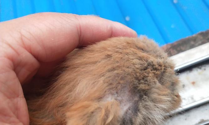 探究蓝猫掉毛原因（宠物爱好者必看，解决蓝猫掉毛难题）