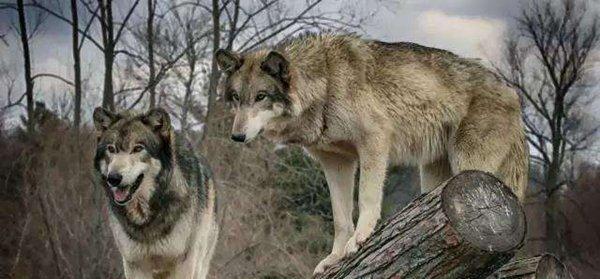狼和狗——谁更厉害？（以宠物为主，探讨狼和狗的差异）