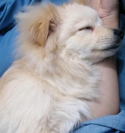 老年狗狗的睡眠（宠物主人必知的老年狗狗睡眠保健指南）