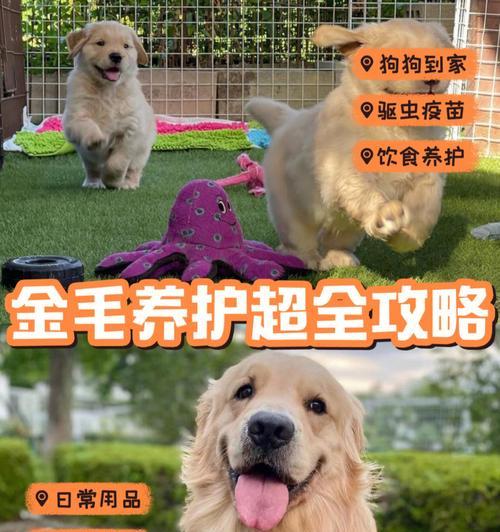 养护狗狗，关键在于细节（掌握这些关键因素，让狗狗健康快乐生活）