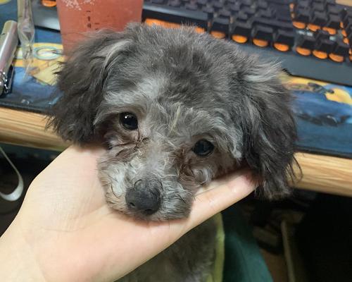 如何帮助脸上有泪痕的宠物狗狗？（寻找原因，采取措施，舒缓狗狗不适）