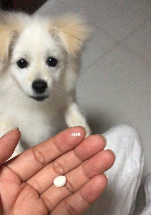 如何为两个月的宠物狗驱虫（以天然方法保护你的爱宠健康）