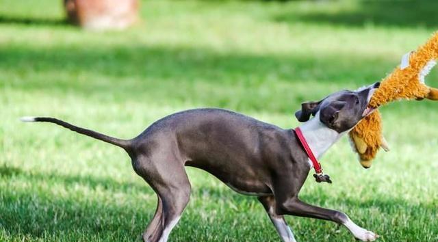 提升灵缇犬适应能力的训练方法（以宠物为主，让灵缇犬成为适应力最强的伴侣）