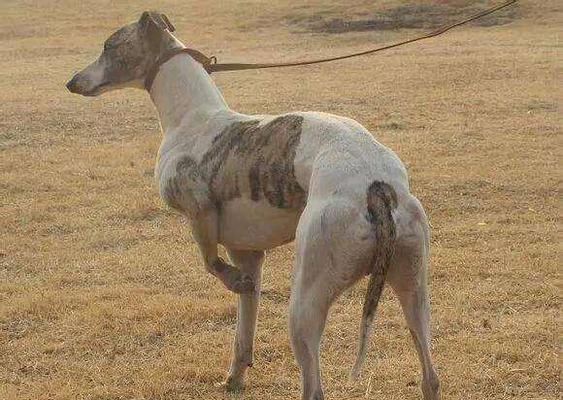 提升灵缇犬适应能力的训练方法（以宠物为主，让灵缇犬成为适应力最强的伴侣）