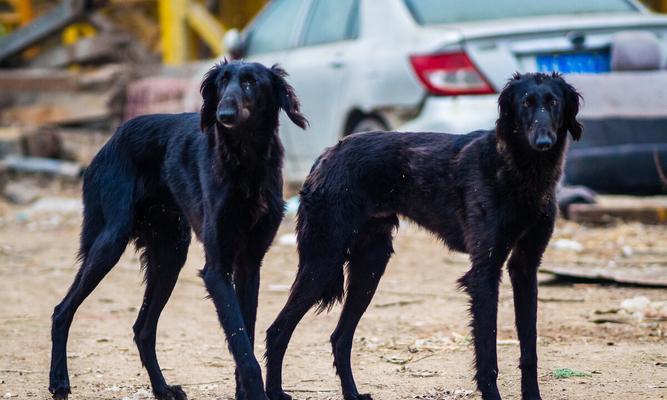 灵织犬的火光适应训练（培养宠物的心理素质，让它们对火灾有足够的适应力）
