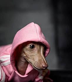 如何克服你的灵犬害怕手（以宠物为主，帮助你的灵犬与人更亲近）