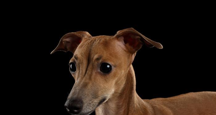灵宠护理（宠物也需要呵护——以灵织犬为例详解如何应对药物过敏）