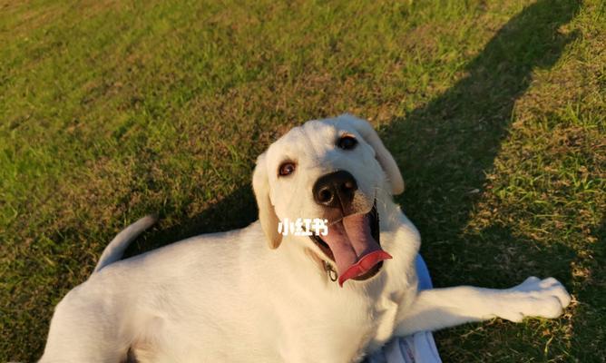 溜拉布拉多犬的好处（从宠物角度出发，探究溜拉布拉多犬带来的好处）