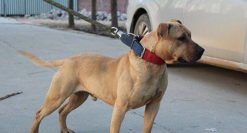 如何科学地喂养六个大月的犬（宠物美容美食，让您的犬健康成长）