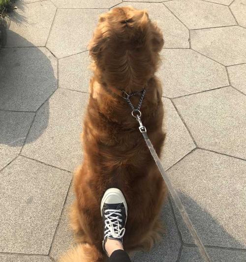 如何解决遛狗时拉不住的问题（让宠物步步为营的技巧与方法）