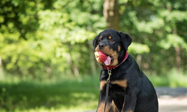 如何正确遛罗威纳犬（注意事项与安全技巧）