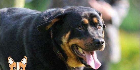 如何应对宠物罹患犬瘟热（以罗威纳为例，了解防治策略）