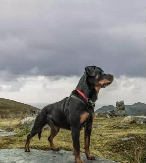 为什么你的罗威纳经常叫唤？（探讨罗威纳犬叫唤的原因以及解决方法）
