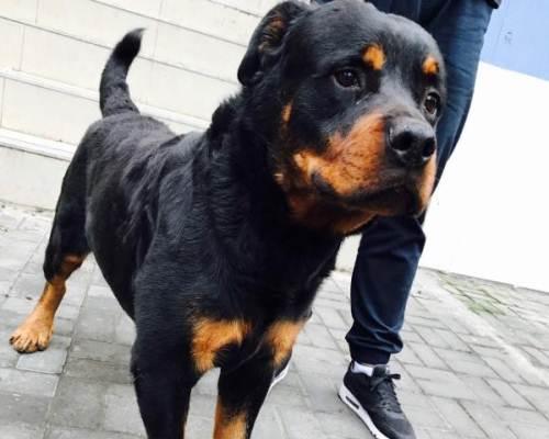 以罗威纳犬的护主专项训练，让你的宠物成为最佳保镖