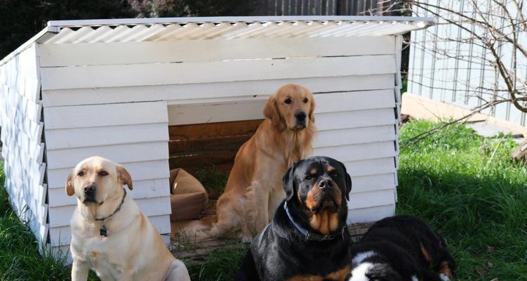 如何治疗罹患感冒的爱犬？（罗威纳犬感冒的症状和治疗方法）