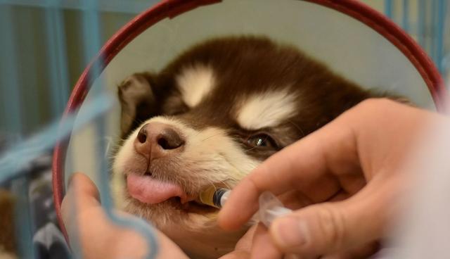如何治疗罹患感冒的爱犬？（罗威纳犬感冒的症状和治疗方法）