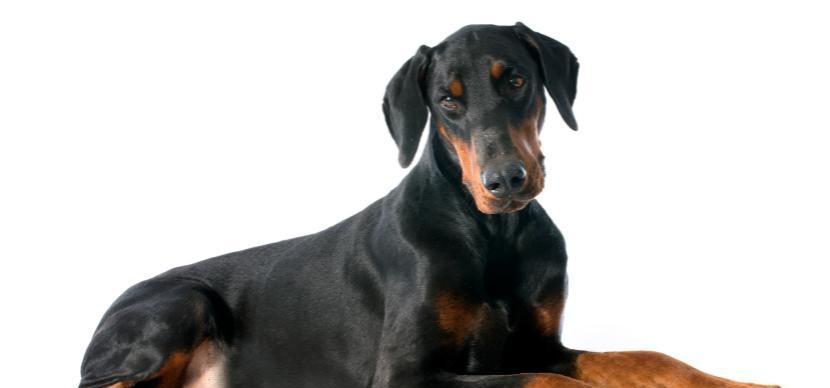 如何治疗罹患感冒的爱犬？（罗威纳犬感冒的症状和治疗方法）