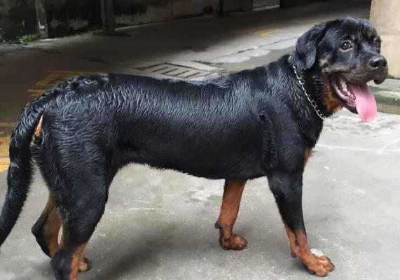 如何解决你的罗威纳犬乱吃东西问题（针对罗威纳犬乱吃东西的解决方法和预防措施）