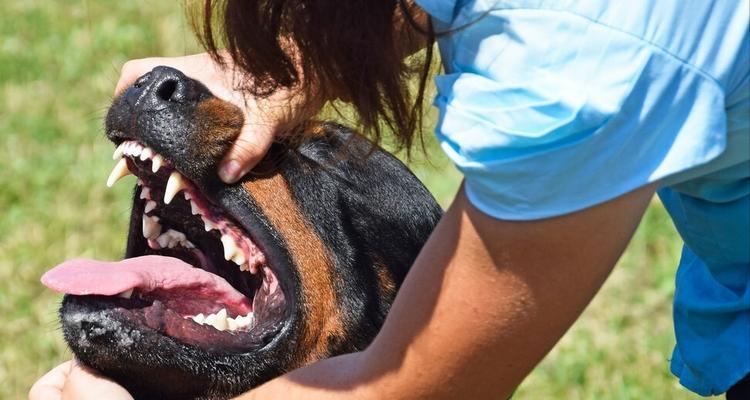 如何解决你的罗威纳犬乱吃东西问题（针对罗威纳犬乱吃东西的解决方法和预防措施）